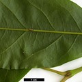 SpeciesSub: var. salweenense